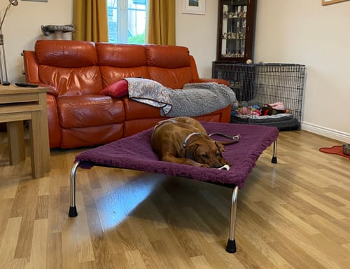 Julie B. review of HiK9 Bed with Mulberry Canvas Cover image 1 out of 1