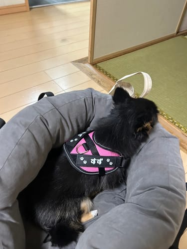 Customer photo review of FunFunPet 高機能ハーネス（お名前タグ作成サービス付き）