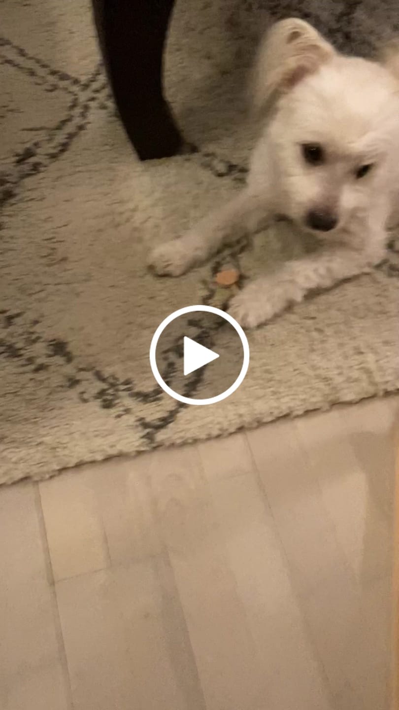 Customer video review of Companion - Slikkepinde Kasse m. Kylling (60 stk.)