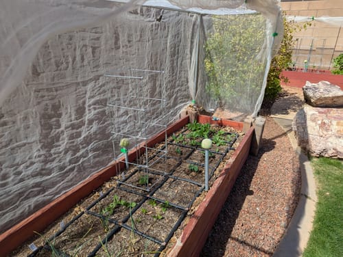 Customer photo review of Heavy-Duty Tomato Cage