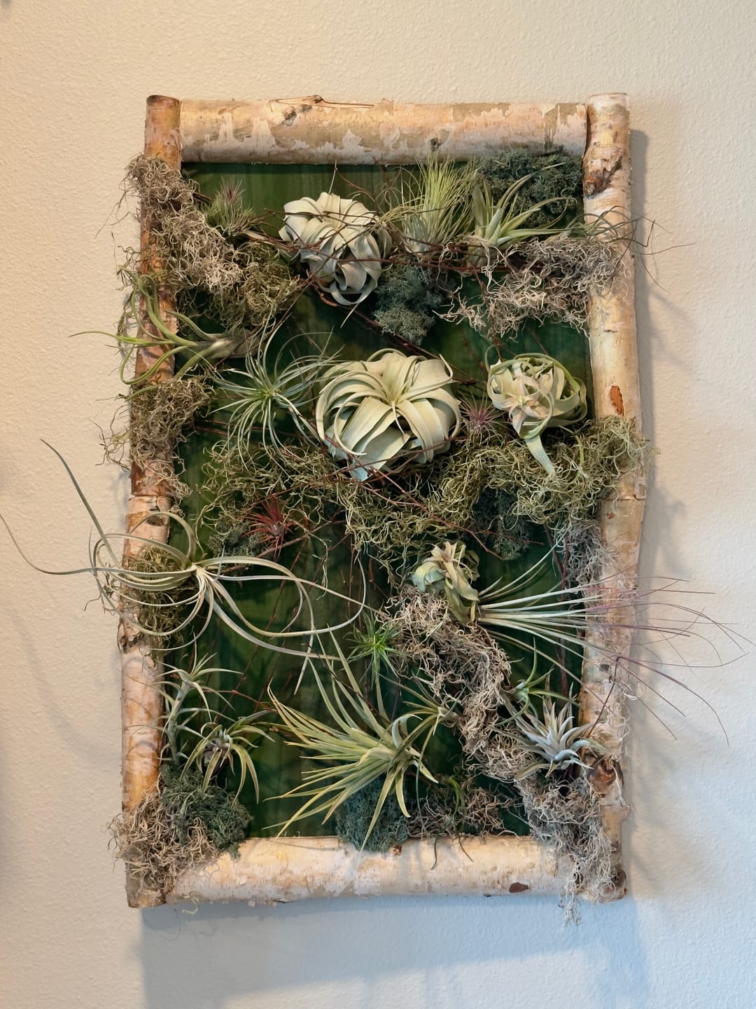 Customer photo review of 15 Pack Premium Air Plants Mix  *Cannot Be Shipped Internationally*