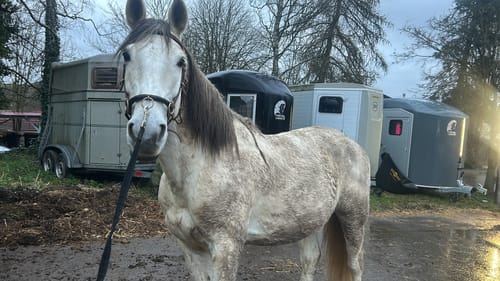 Customer photo review of Strotonin Horse Support