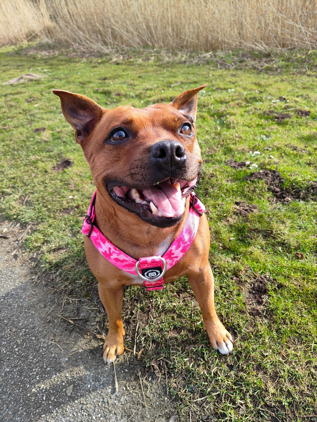 Customer photo review of Training Anti Pull TRI-Harness® | M-XL Breeds - Bubblegum