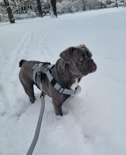 Customer photo review of Training Anti Pull TRI-Harness® | M-XL Breeds - Metal Grey