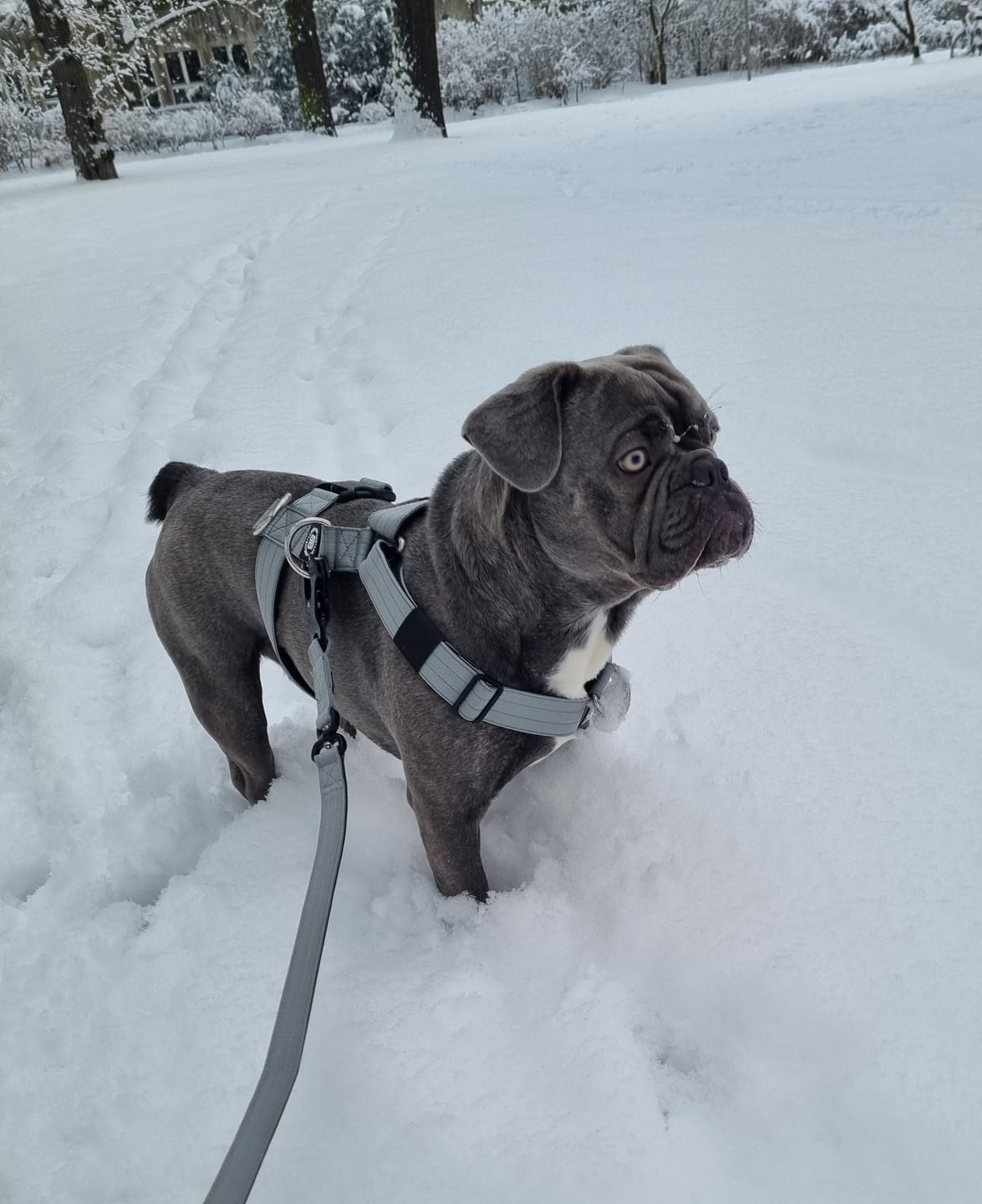 Customer photo review of Training Anti Pull TRI-Harness® | M-XL Breeds - Metal Grey