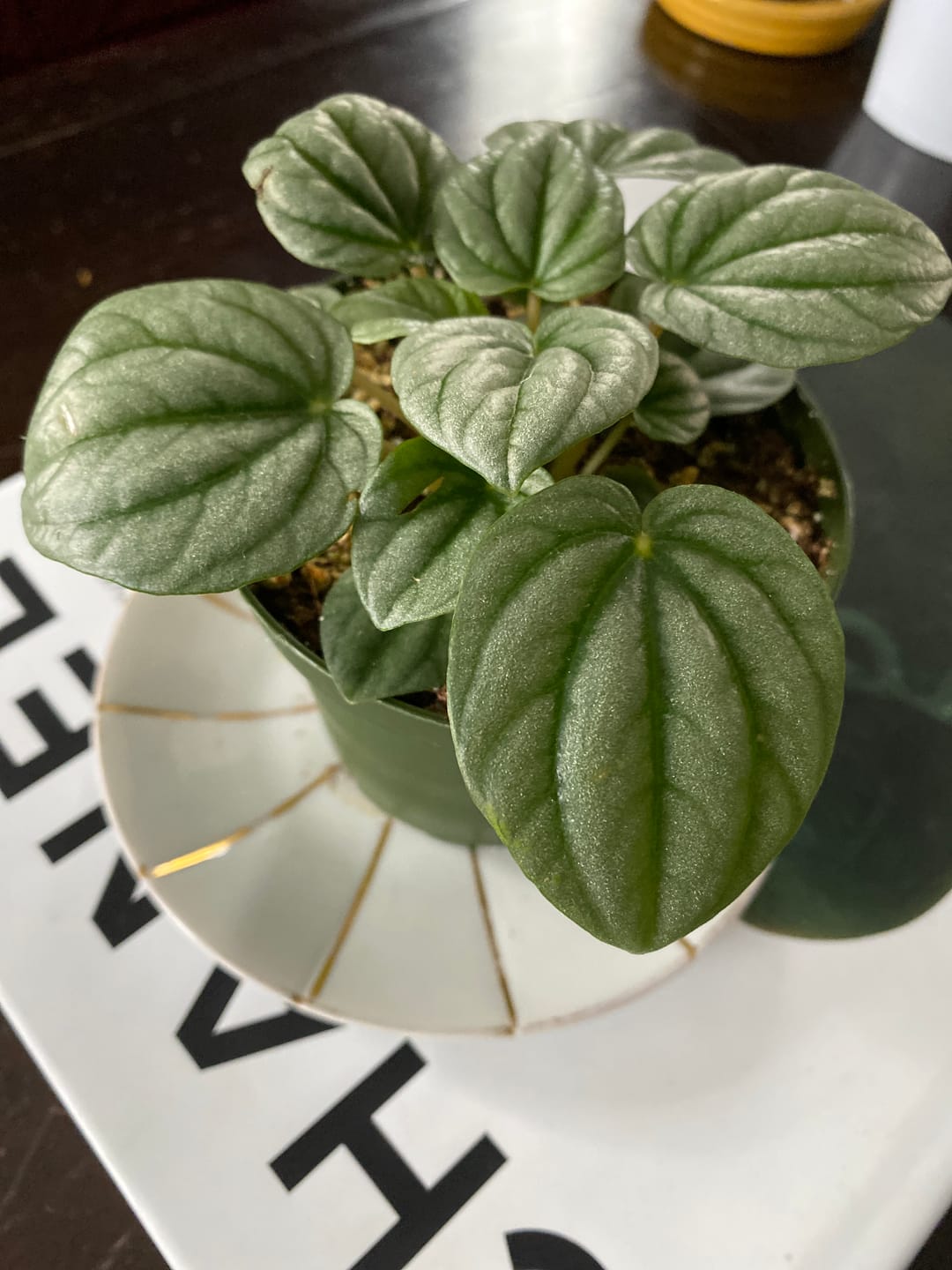 Customer photo review of Peperomia caperata 'Frost'