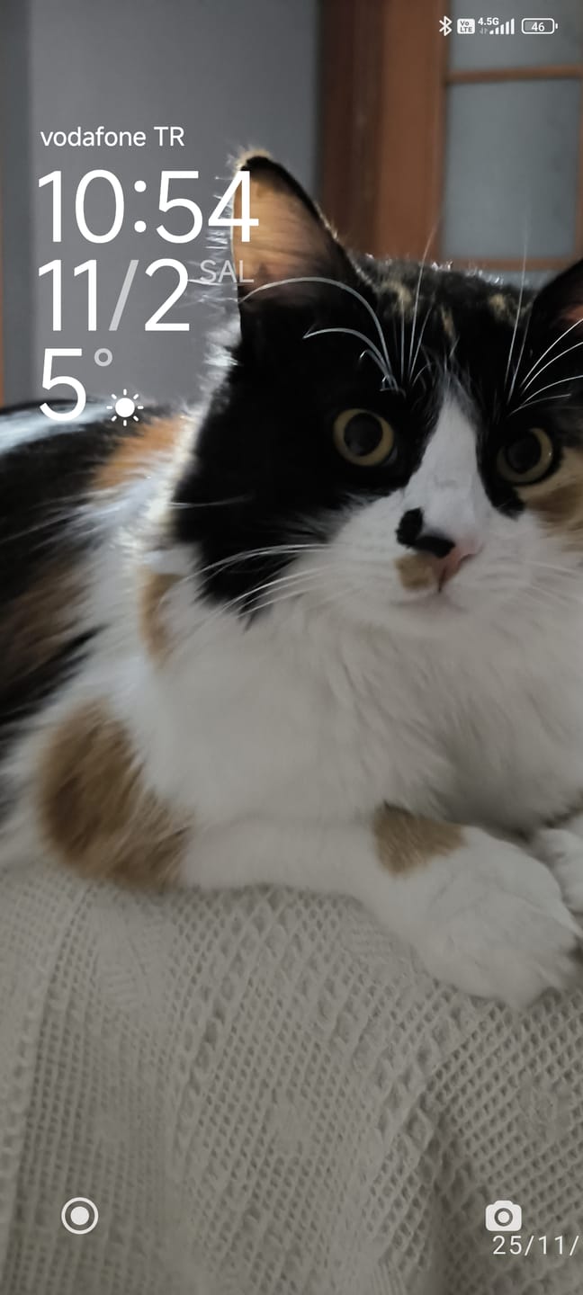 Customer photo review of Fish Oil 200ml (KEDİ VE KÖPEKLER İÇİN OMEGA 3 VE 6 İÇERİKLİ BALIK YAĞI)