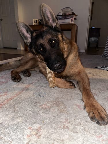 Customer photo review of Beef Trachea Tubes - 6 in