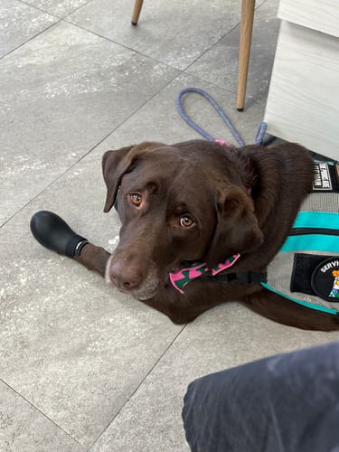 Customer photo review of WagWellies® by wagwear