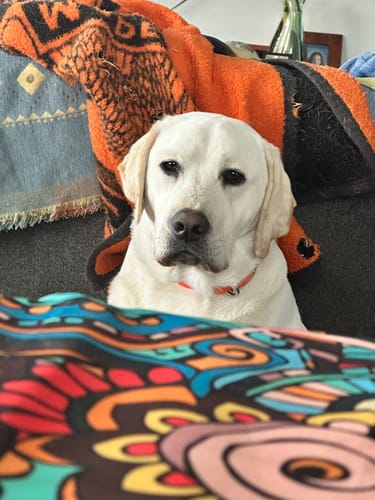 Customer photo review of NEW Upgraded Tactical No-Pull Team K9™ Dog Harness with 4 Quick-Release Metal Buckles, Reinforced Front & Back D-Rings, Hook & Loop Panels, Adjustable Straps, Reflective Strips, & Top Handle