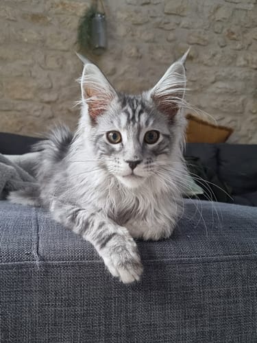 Avis photo d'un client sur Croquettes Chaton Sans Céréales - Poulet & Huile de Saumon
