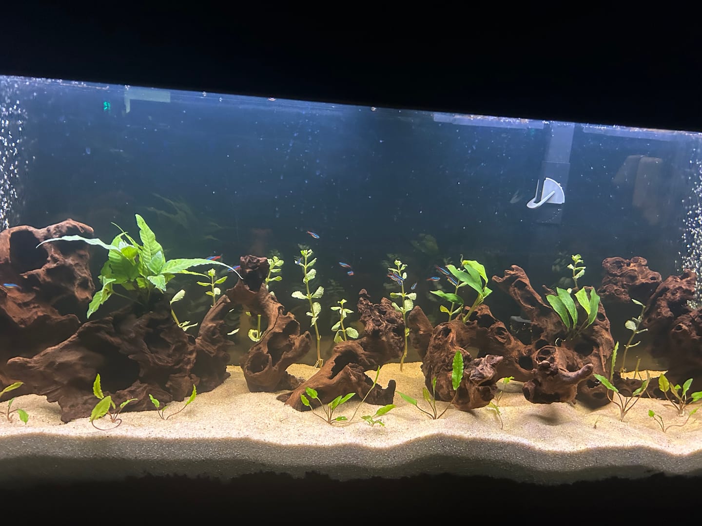 Customer photo review of Cryptocoryne Wendtii 'Green'
