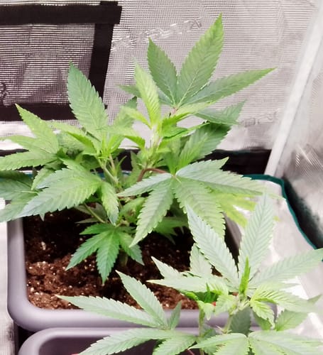 Customer photo review of Hanfstecklinge | Frozen Black Cherry