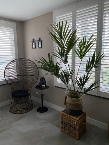 Customer photo review of Kentia Kunstpalm 150cm
