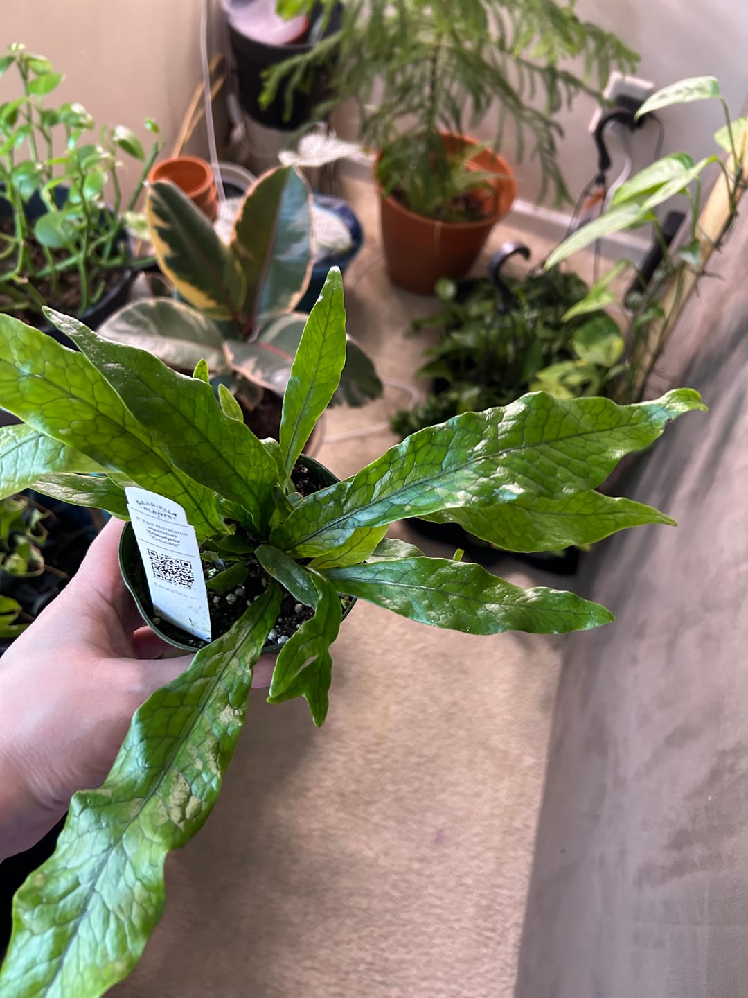 Customer photo review of Fern Microsorum musifolium 'Crocodyllus' "Crocodile"