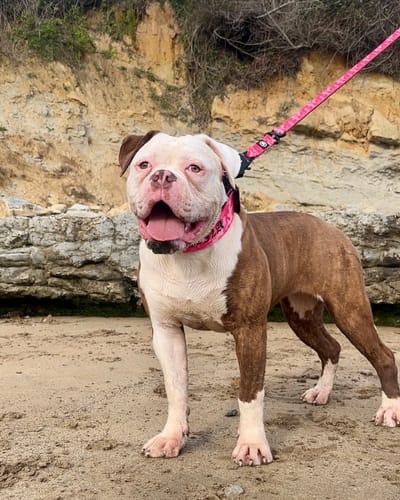 Customer photo review of 1.4m Swivel Combat Lead | Anti-Tangle & Secure Clip - Bubblegum