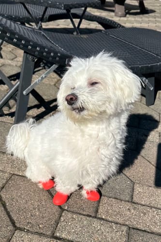 Customer photo review of WagWellies® by wagwear