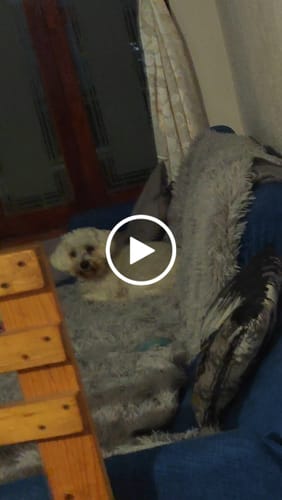 Reseña con vídeo de un cliente sobre Cobija Impermeable para Perros