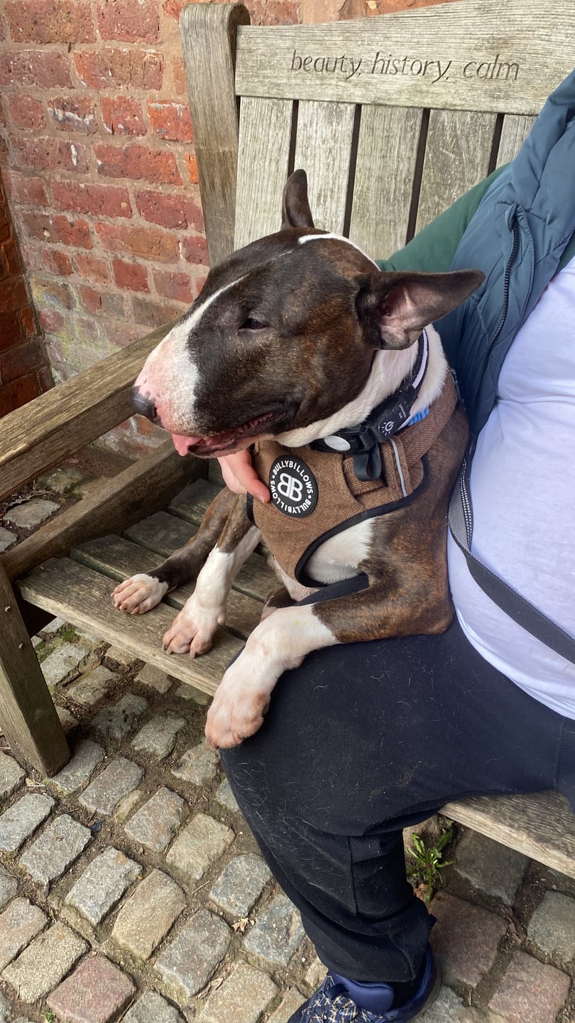 Customer photo review of Premium Comfort Herringbone Harness | Non Restrictive - Classic Tan