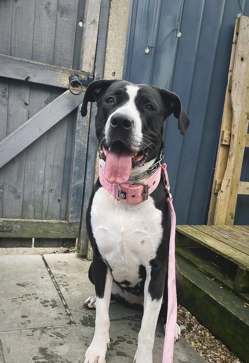 Customer photo review of 1.4m Lighter Swivel Combat Lead | Anti-Tangle & Secure Clip - Pink x Pink