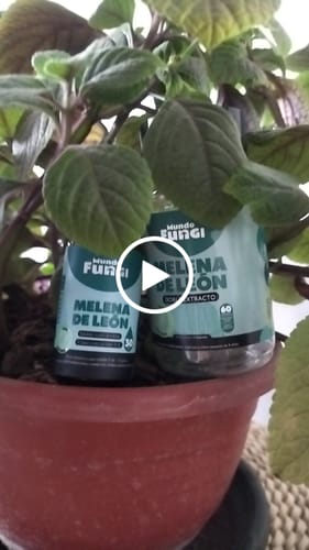 Customer video review of Melena de León Cápsulas + Gotas - Extracto Ultra Concentrado
