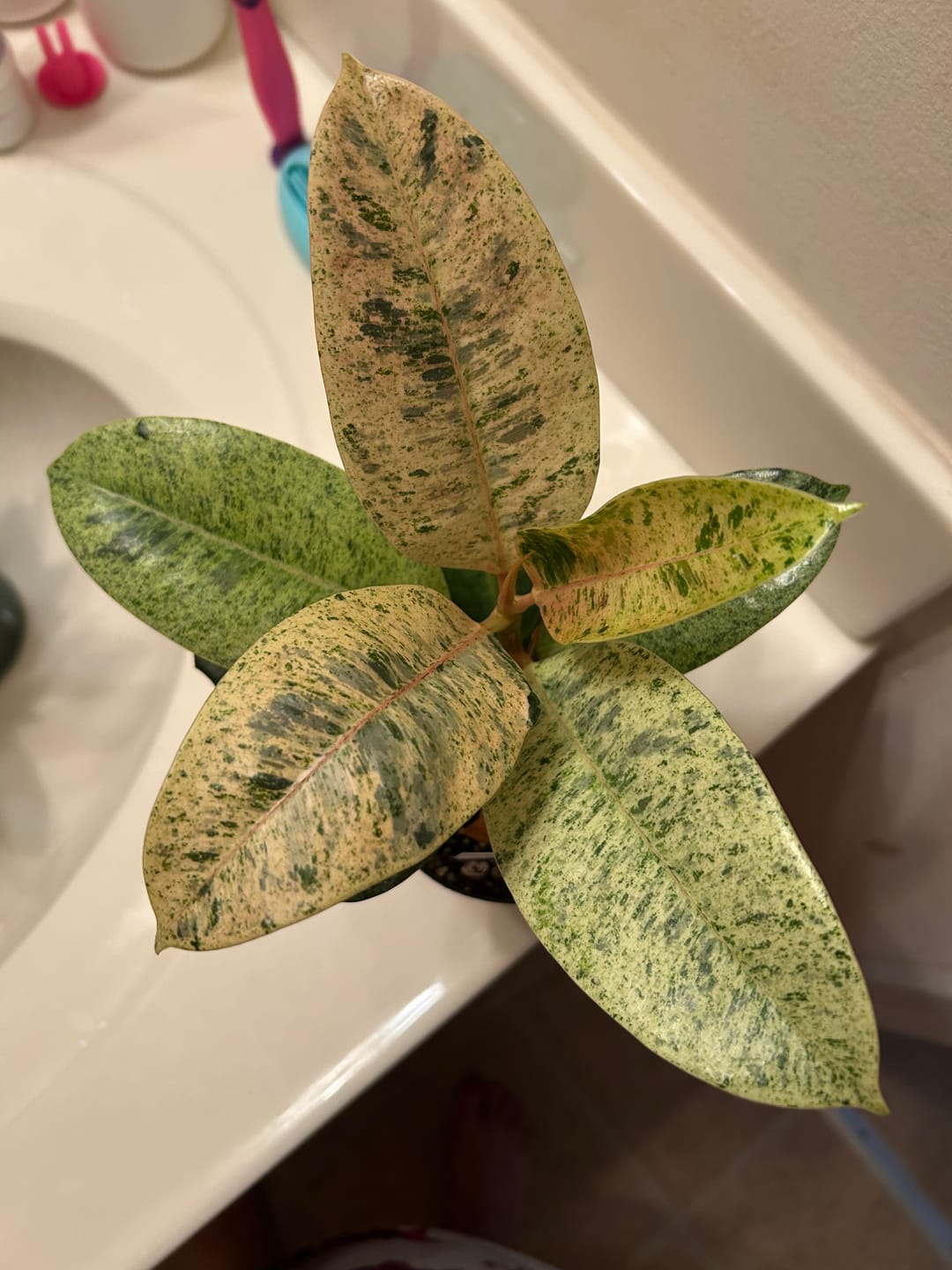 Customer photo review of Ficus elastica 'Shivereana'