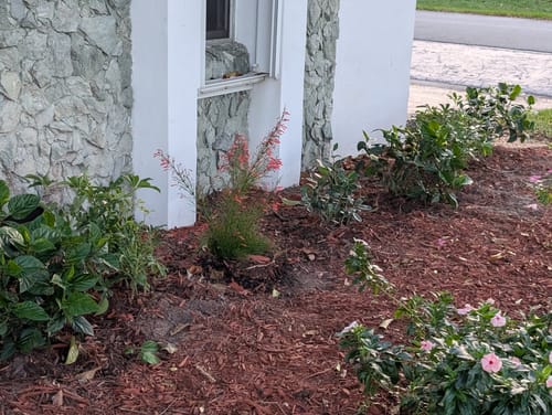 Customer photo review of Pinwheel Jasmine