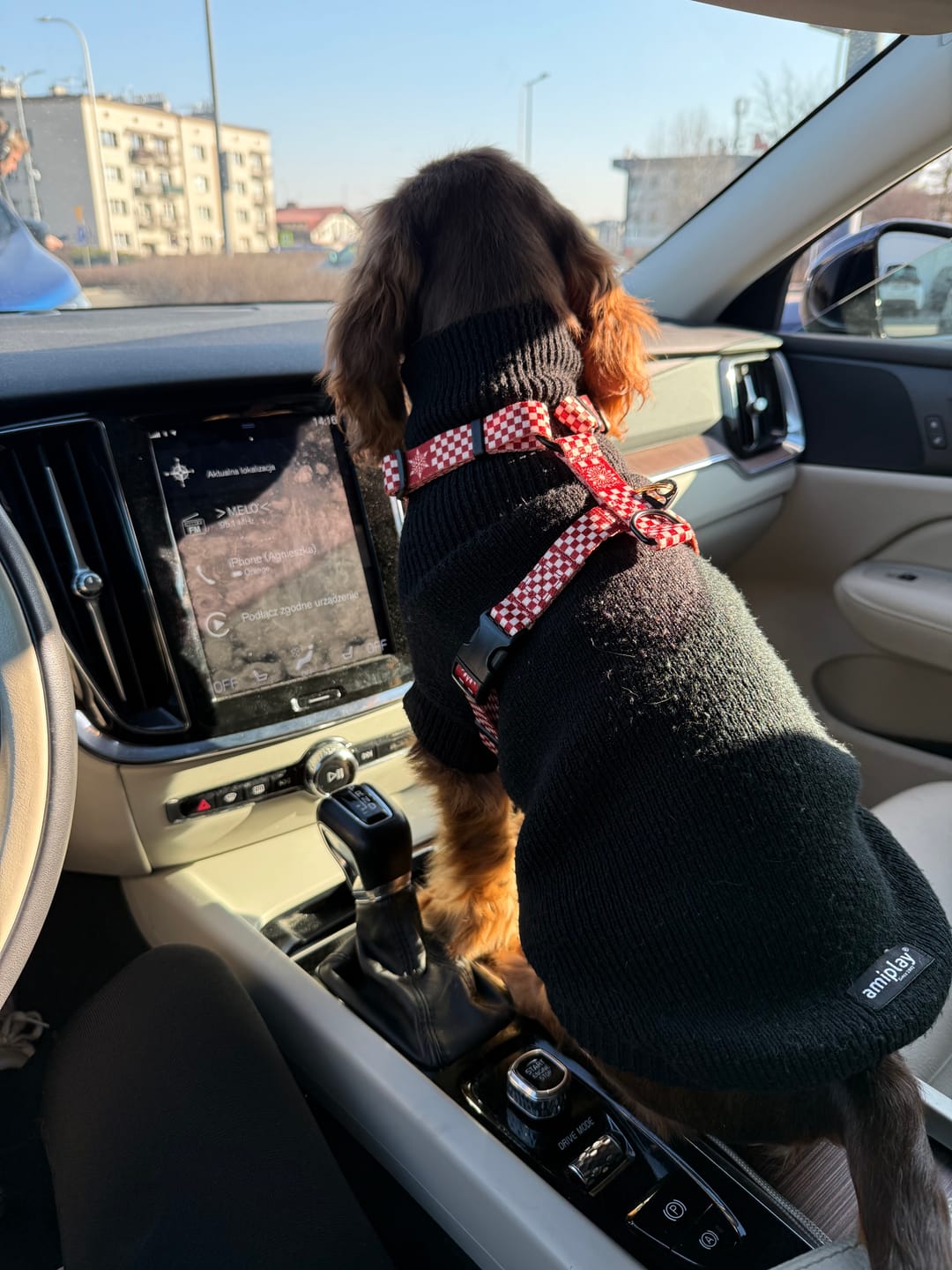 Customer photo review of Szelki guard "Cozy Plaid" - czarne okucia