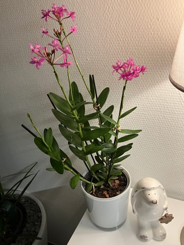 Customer photo review of Große Epidendrum Nordic Fire mit pinken Blüten und 5+ Rispen