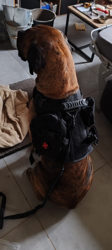 Customer photo review of Harnais tactique chien K9 - TactiK9 Pro : polyvalent et durable