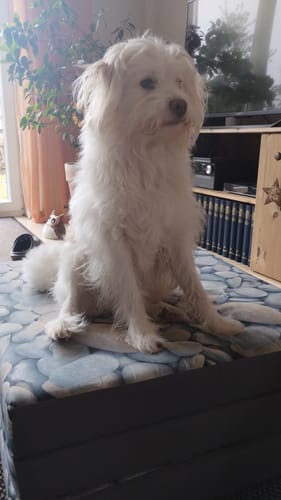 Customer photo review of Lucky Belly