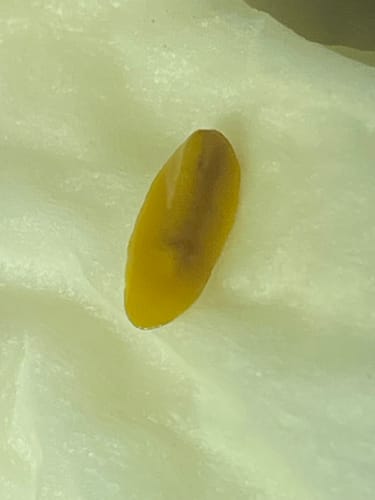 Customer photo review of Para Cleanse 100 Capsules