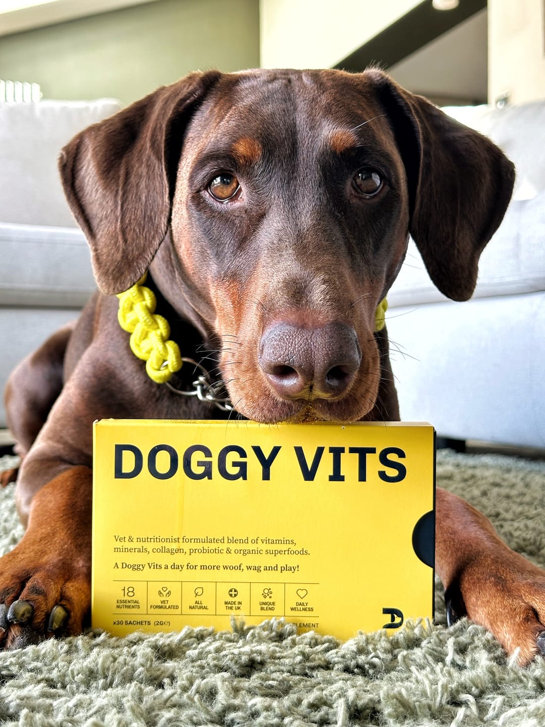 Customer photo review of DOGGY VITS WELCOME OFFER (Wellness box) x30 Sachets