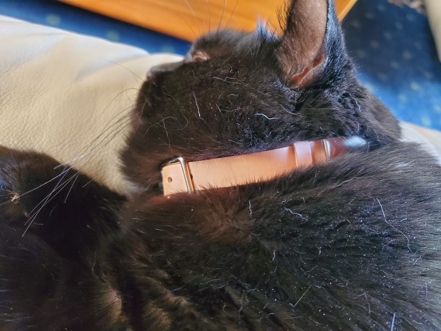 Customer photo review of Leather Cat Collar with Nameplate - Custom Sized