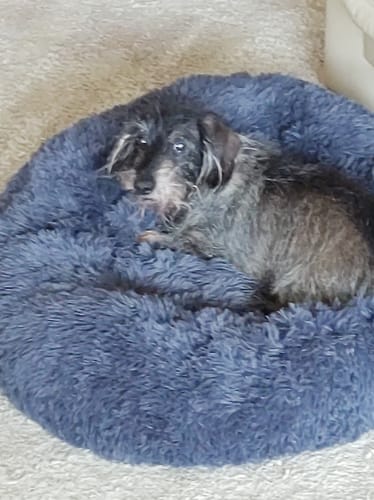 Customer photo review of Puppery Hundebett Wolke 7 - Das Original