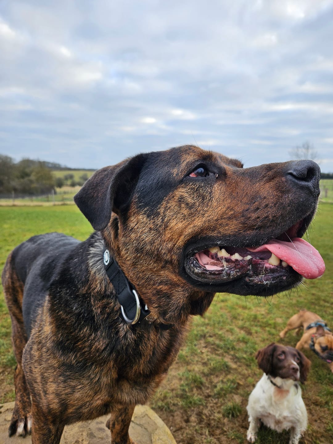 Customer photo review of 4cm Combat Billowthane® Collar | Waterproof - Platinum