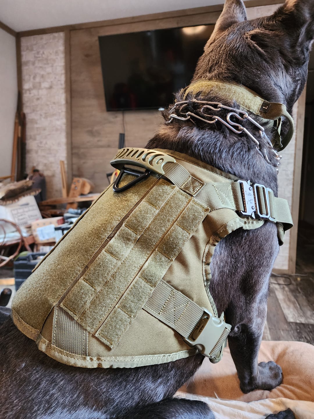 Customer photo review of Hook & Loop Patch Variety Bundle For Harness (Pack of 12)