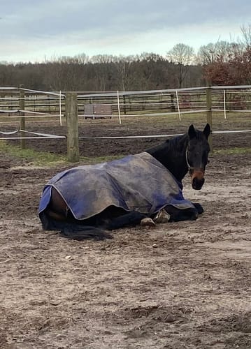 Customer photo review of Strotonin Horse Support