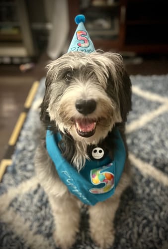 Customer photo review of Personalized Dog Party Pack