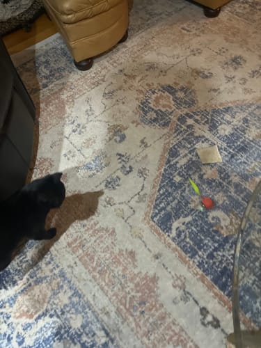 Catherine D. review of SPEEDY TAIL 2.0 image 1 out of 1