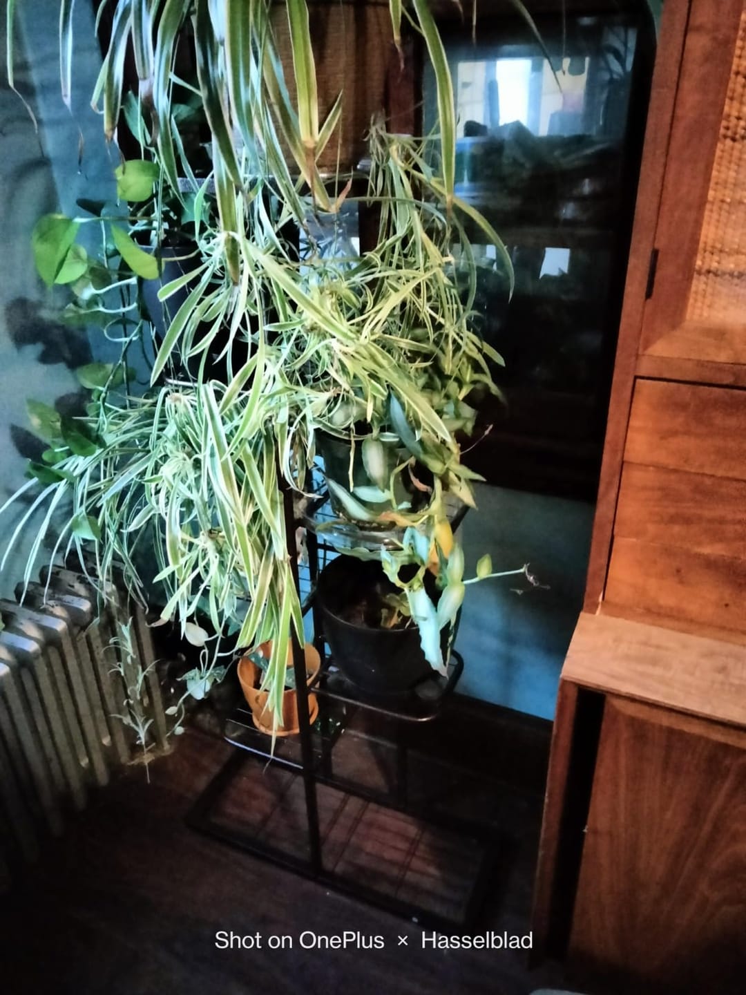 Customer photo review of Plant Stand Metal 6 Tier 7 Potted Multiple Flower Pot Holder Shelf Indoor Outdoor Planter Display Shelving Unit For Patio Garden Corner