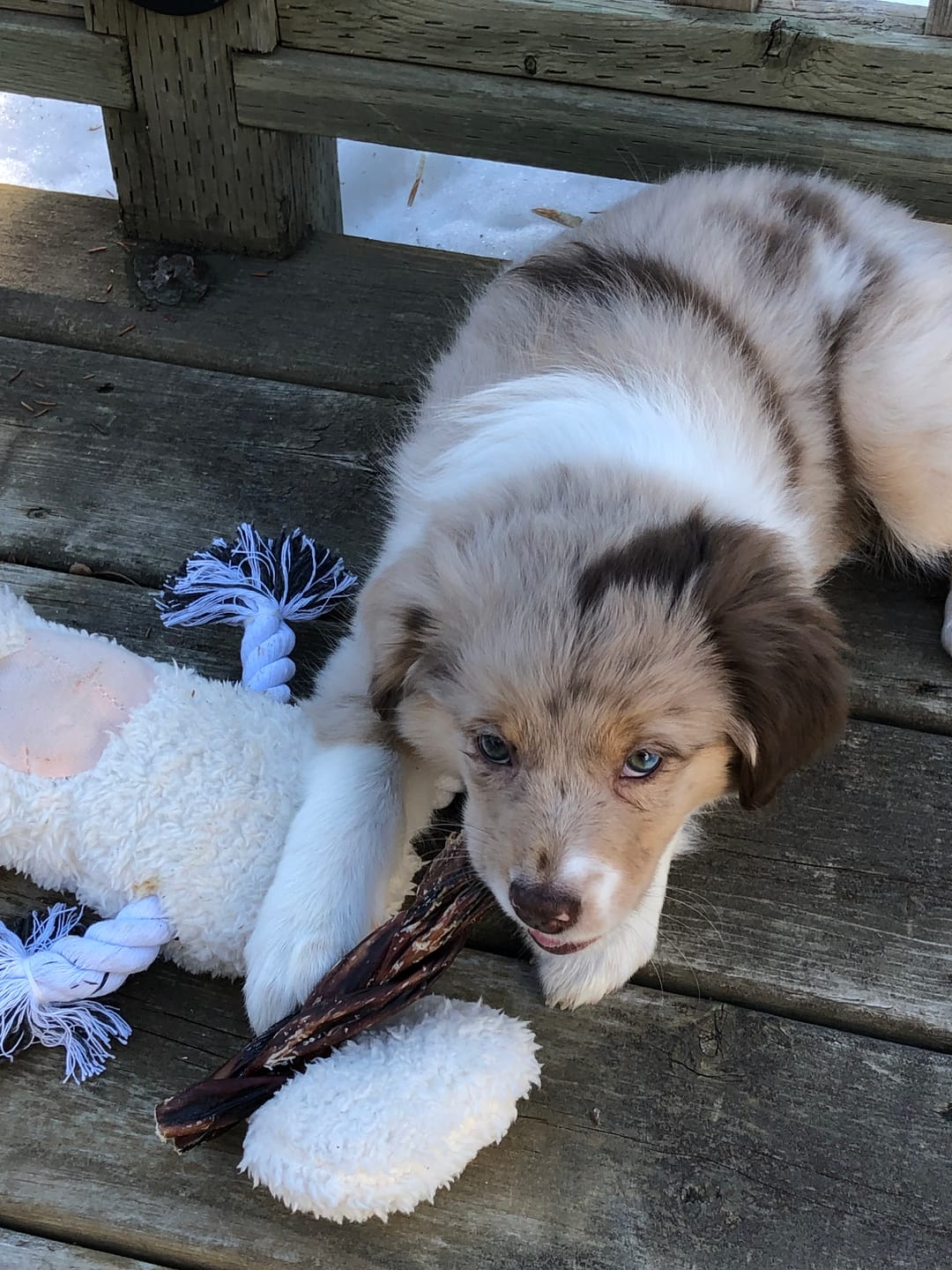Customer photo review of 6 Inch Braided Jerky Stick