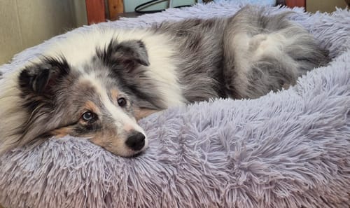 Customer photo review of CalmBed - Motverkar stress & hjälper mot ångest