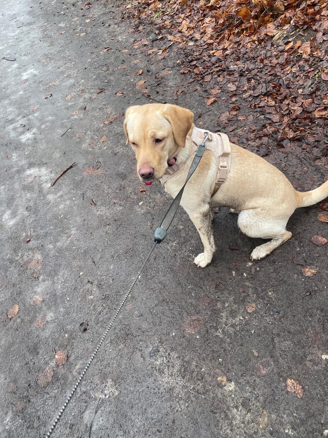 Customer photo review of Staey - Elma Hundesele, Light Rose