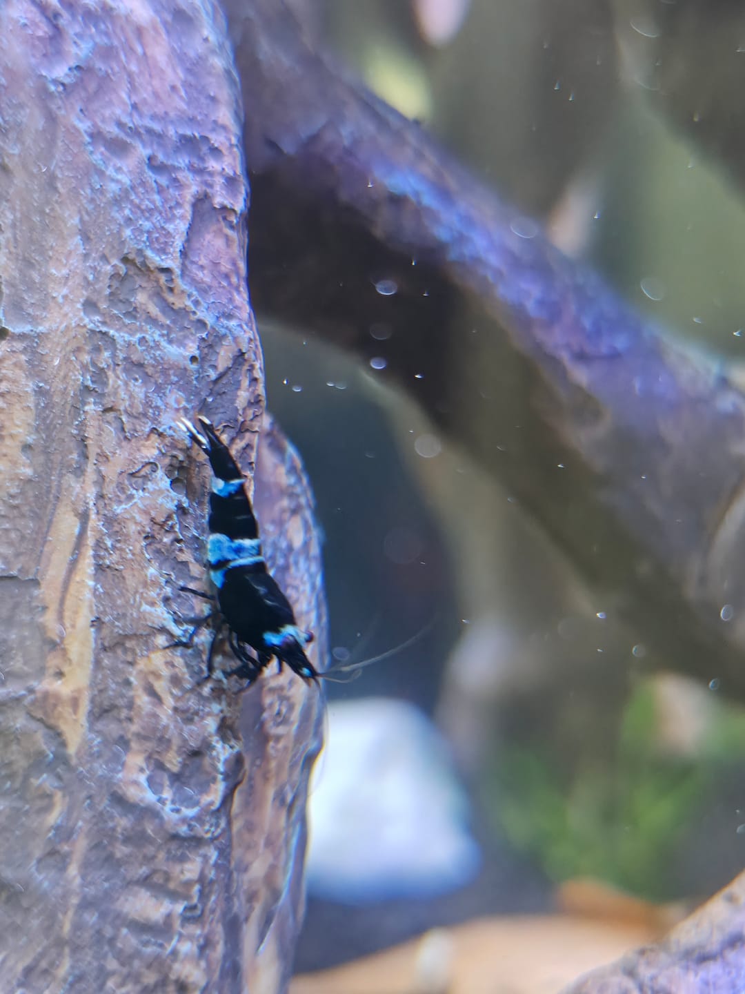 Customer photo review of Shadow Panda Shrimp