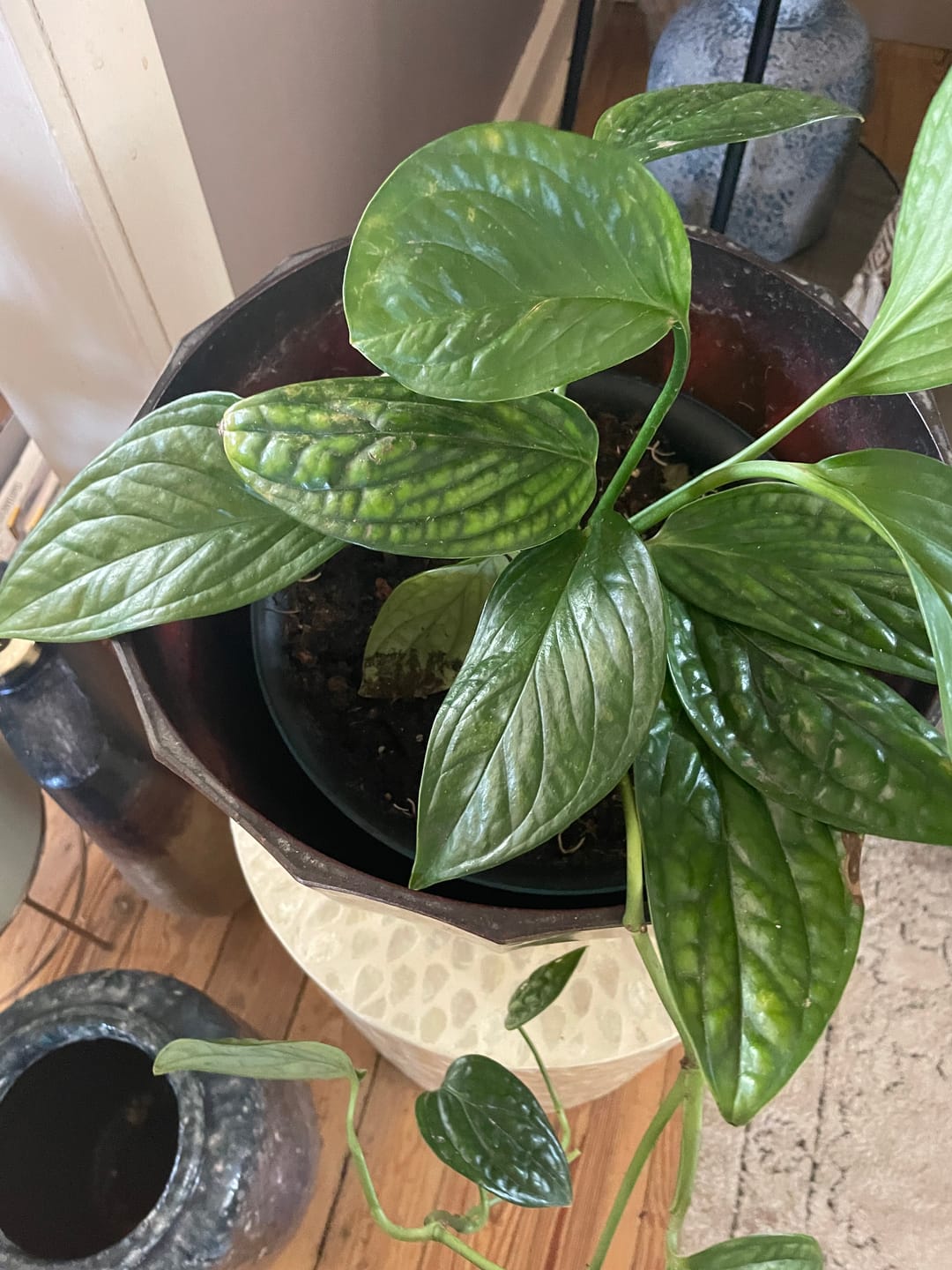 Customer photo review of Monstera sp. 'Peru'