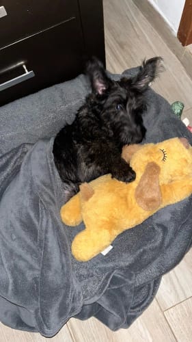 Customer photo review of ComfortPaw – Het Knuffelmaatje dat Jouw Hond Rust en Geborgenheid Geeft