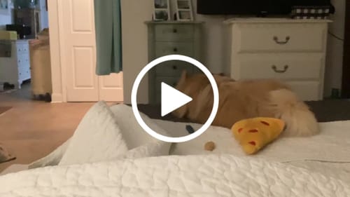 Customer video review of Strawberry Yak Chews