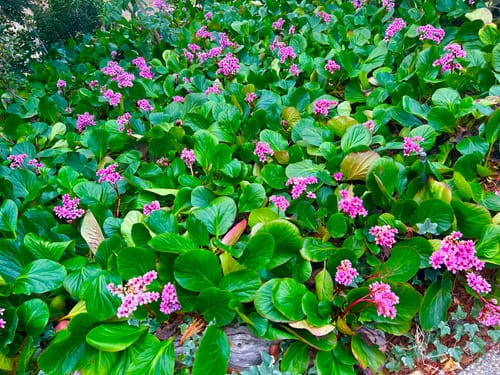 Customer garden photo after using Bloom Juice