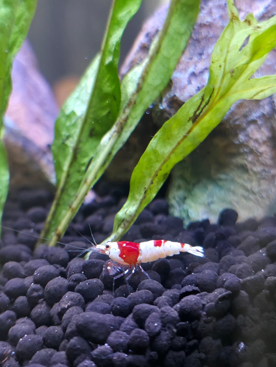 Customer photo review of Crystal Red Shrimp